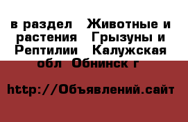  в раздел : Животные и растения » Грызуны и Рептилии . Калужская обл.,Обнинск г.